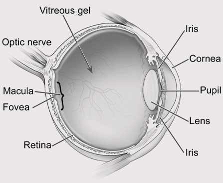 "Basic Eye Anatomy"